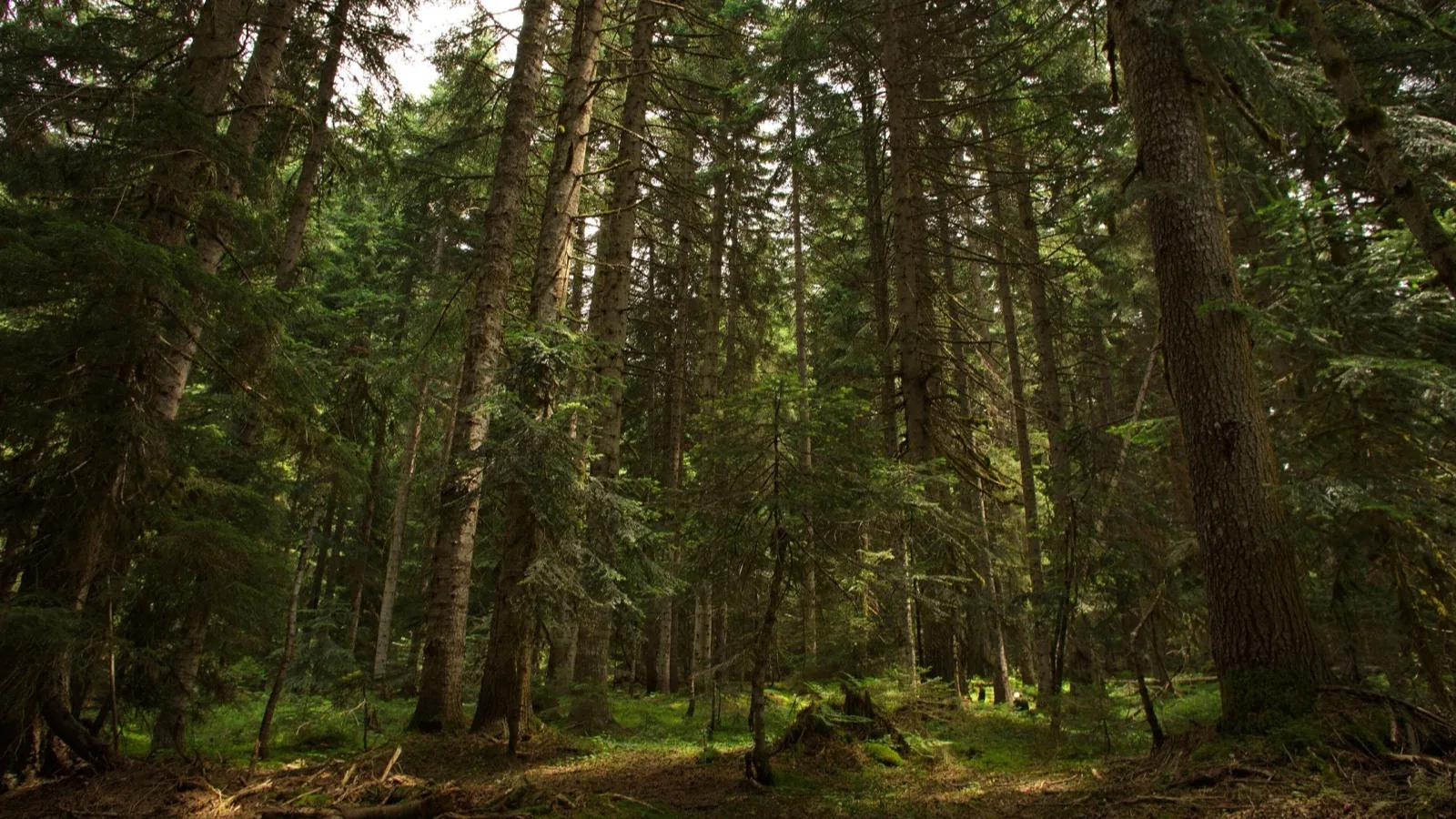Racha - Lake Shaori, mineral springs and remote monasteries